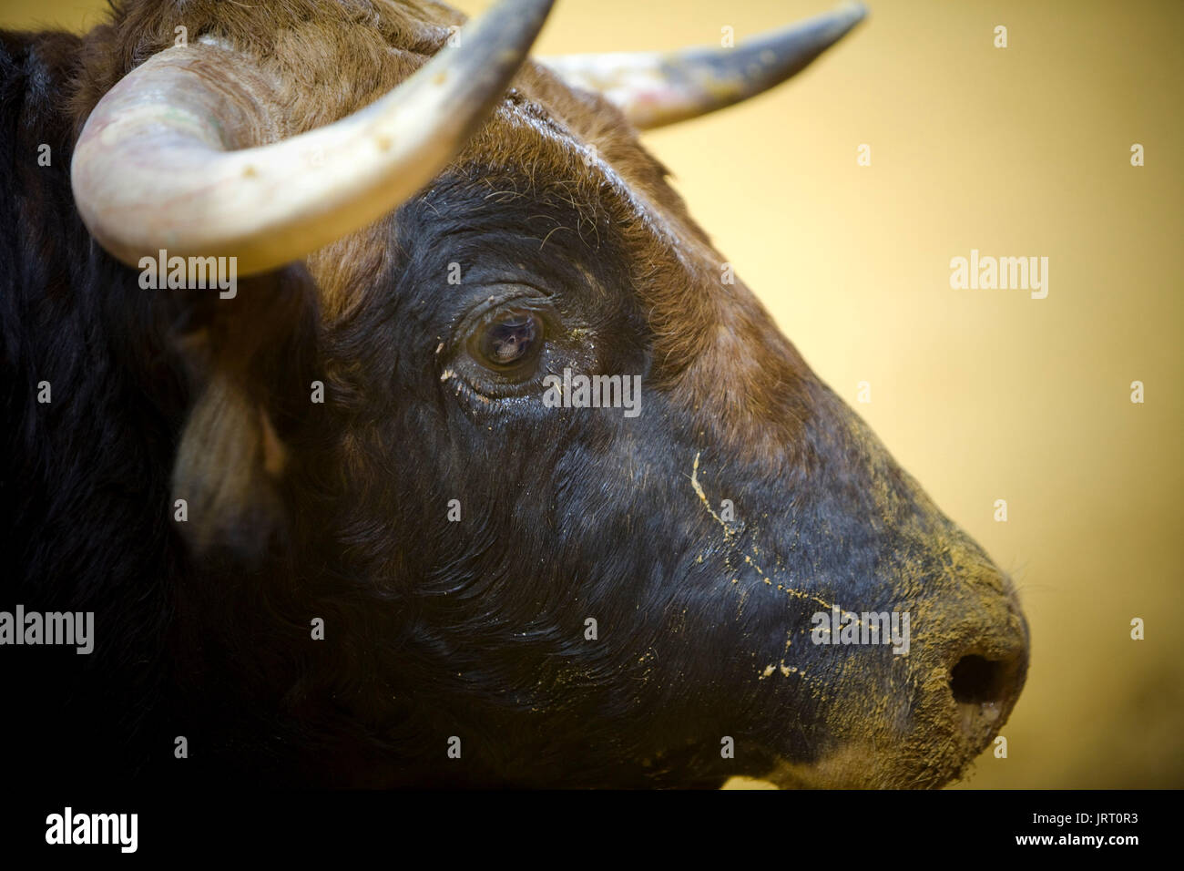 Detail der Leiter der brave Stier, Detail im Auge des Konzept des Todes Stockfoto