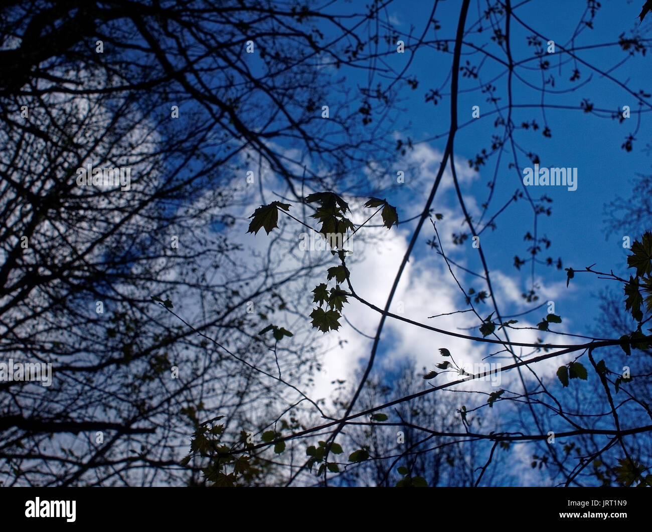 Baum mit jungen Blätter im Frühjahr, Moskauer Gerichts, Bezirk Teply Stan Stockfoto