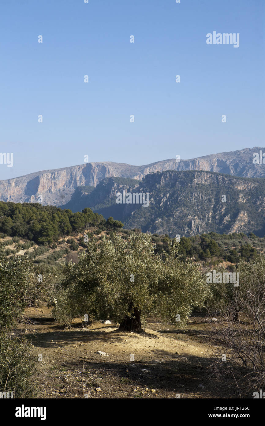 Bereich der Olivenbäume ökologischen in der Nähe von Jaen, Andalusien, Spanien Stockfoto