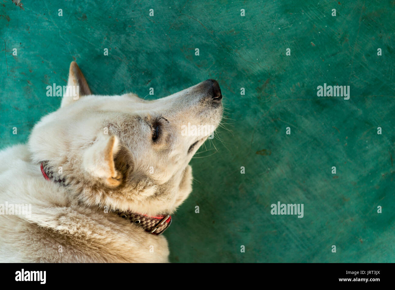 White furry Hund auf Grün Stockfoto