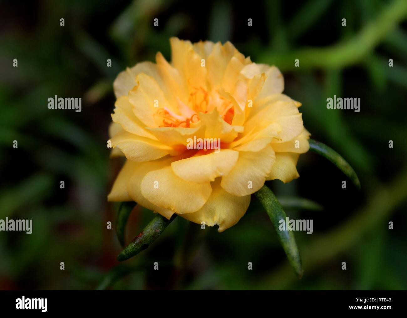 Close-up - Makro - Blick auf eine schöne gelbe Farbe kleine moss Rose - Portulak - Blume gern in einem Haus Garten in Sri Lanka Stockfoto