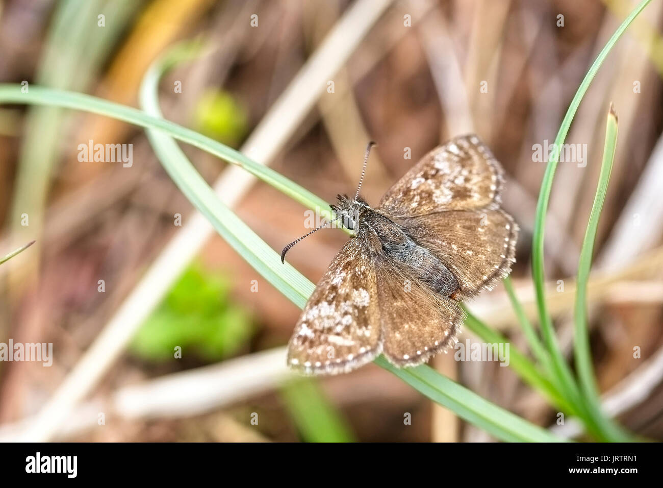 Schmuddelig Skipper, (erynnis Tages), ausruhen, Eifel, Deutschland. Stockfoto