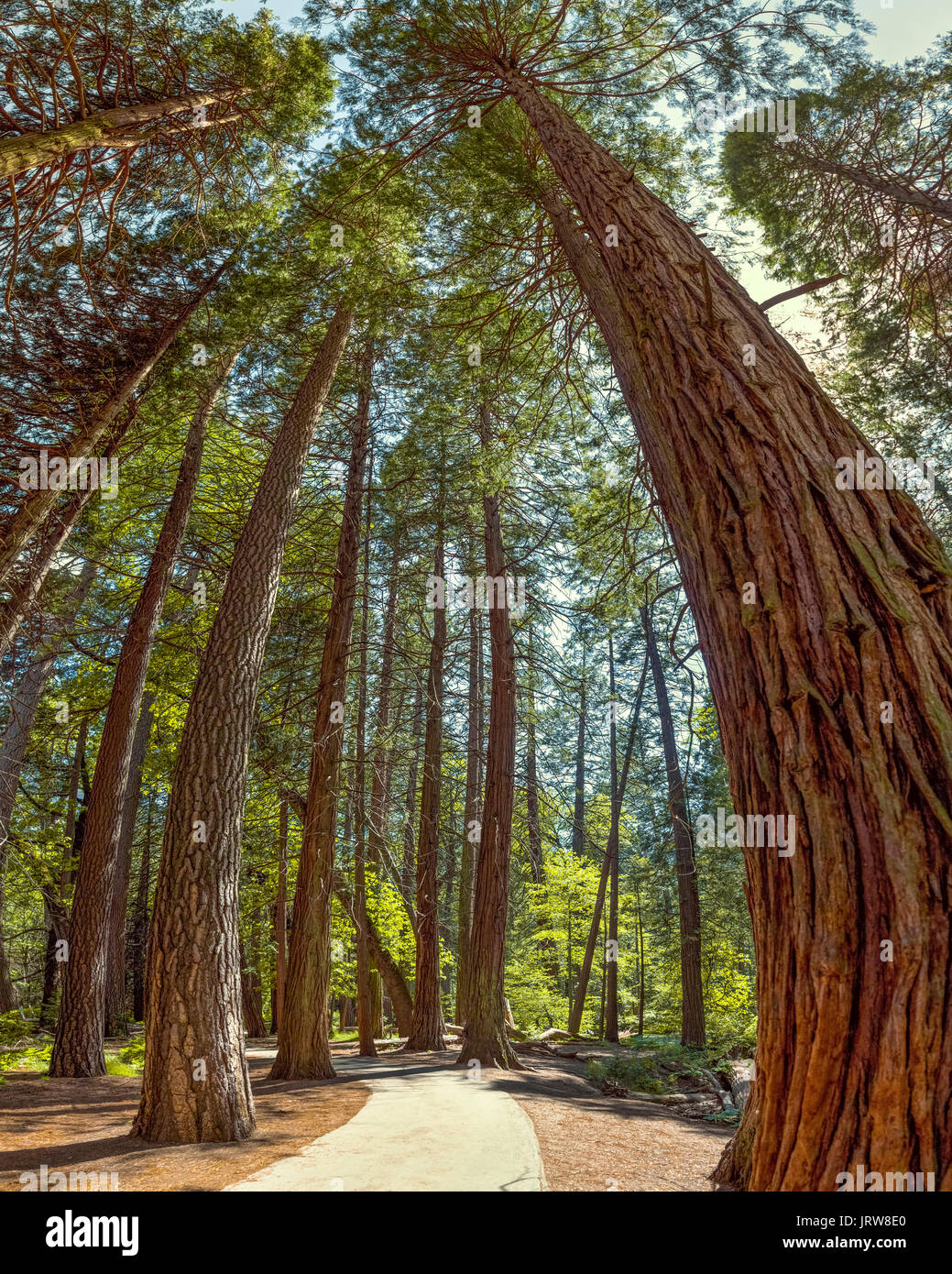 Yosemite Nationalpark - Mariposa Grove - Kalifornien Mammutbäume. Vertikale panorama verzerrt die Bäume und übertreibt die Weitwinkel Wirkung. Stockfoto