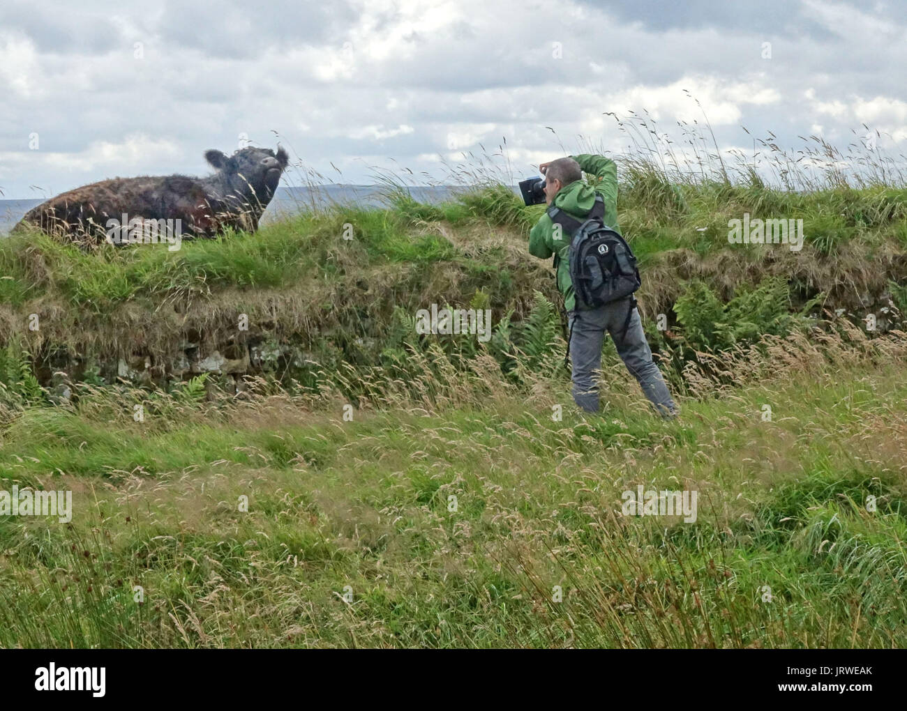 Fotograf nimmt Bild der Kuh sitzen auf Hadrian's Wall, Northumberland Stockfoto