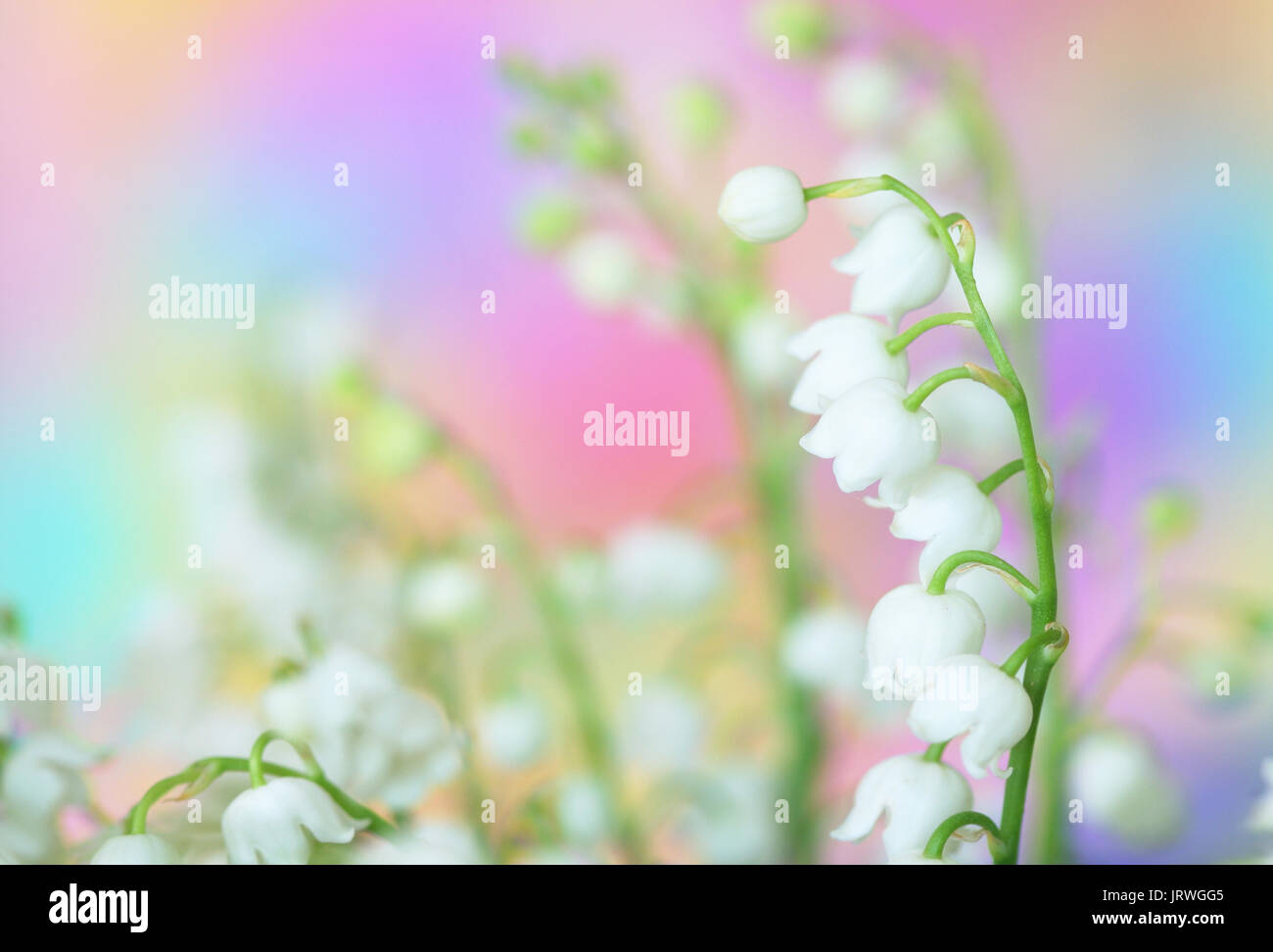 Nahaufnahme von der Maiglöckchen Stockfoto