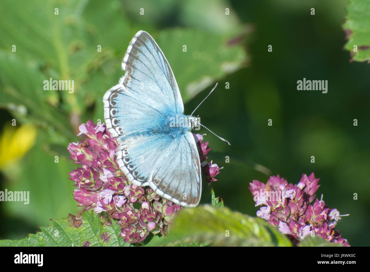 Chalkhill blue butterfly (Polyommatus coridon) an Wildblumen, Großbritannien Stockfoto