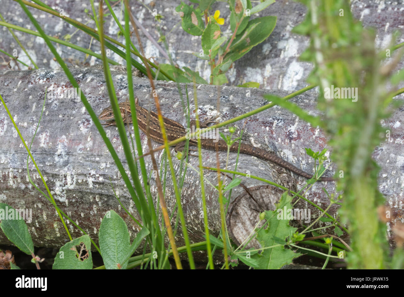 Gemeinsame Eidechse, auch als Vivipar Lizard (Zootoca Vivipara) Aalen auf einem Haufen anmelden Stockfoto