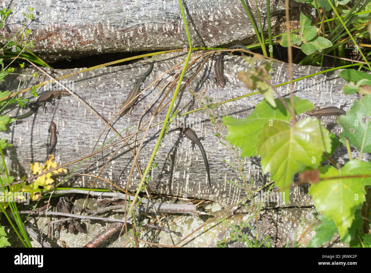 Mehrere Jugendliche gemeinsame Eidechsen, auch genannt lebendgebärenden Echsen (Zootoca Vivipara) Aalen auf einem Haufen anmelden Stockfoto