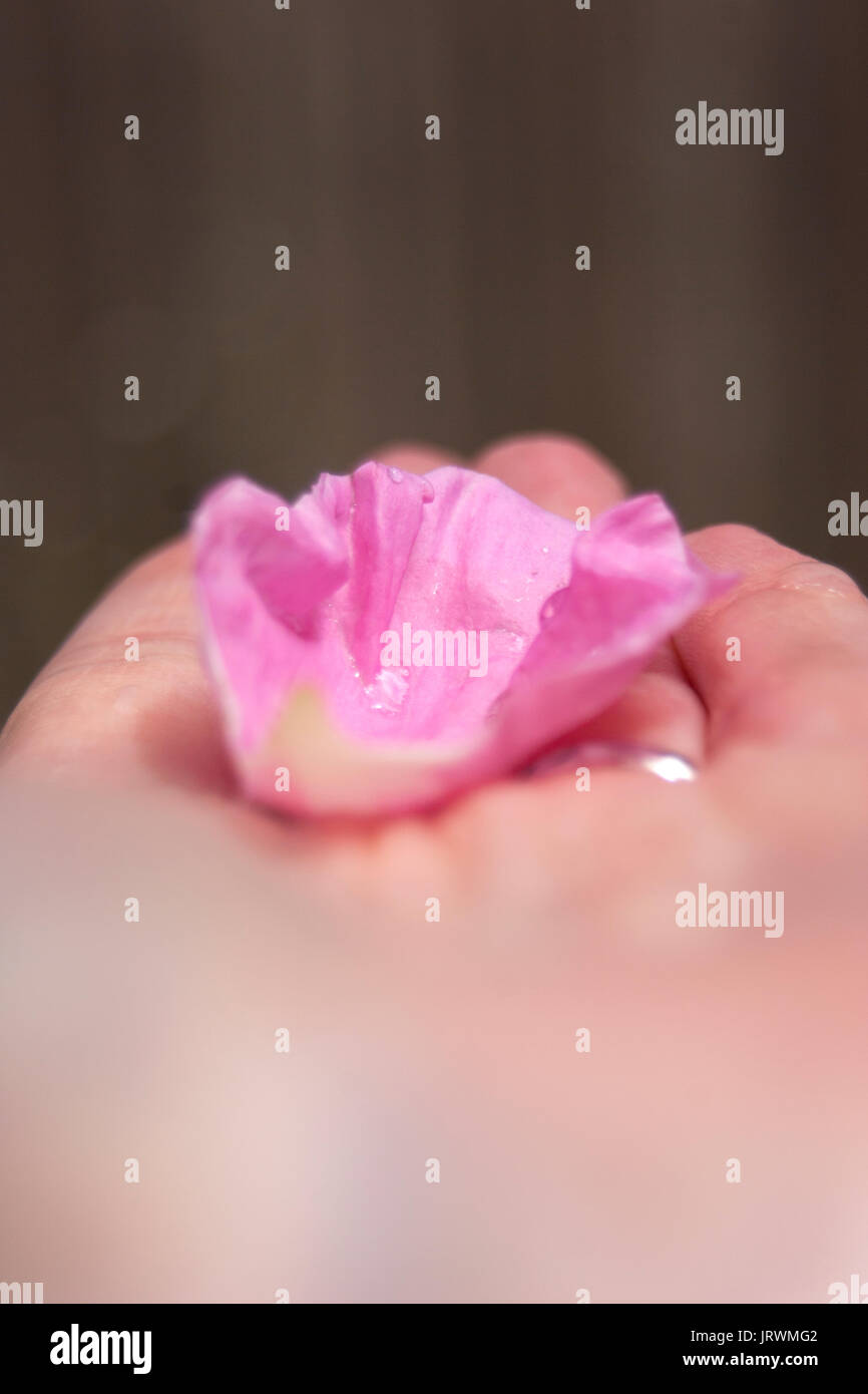 Nahaufnahme einer rosa Rosenblüte mit Tautropfen in der Hand einer Frau Stockfoto