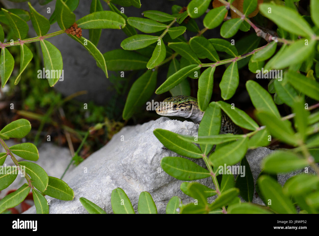 Grüne Eidechse - Lacerta viridis, Kroatien, Europa Stockfoto