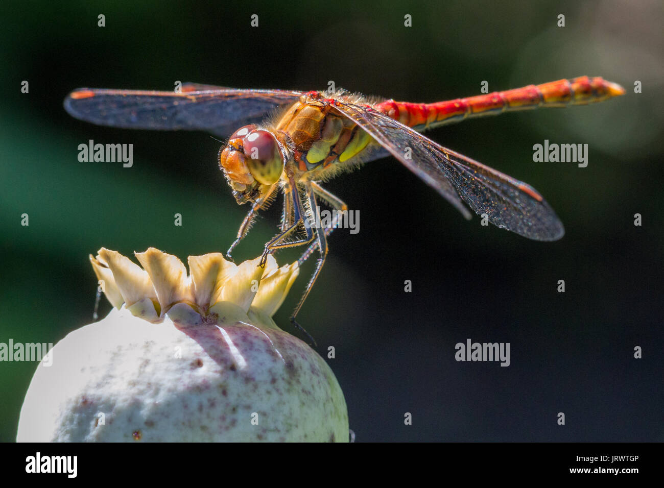 Gemeinsame Darter Dragonfly (Sympetrum striolatum) Männlich - Essen einer Fliege es zurückdatierte, Doncaster, England Stockfoto