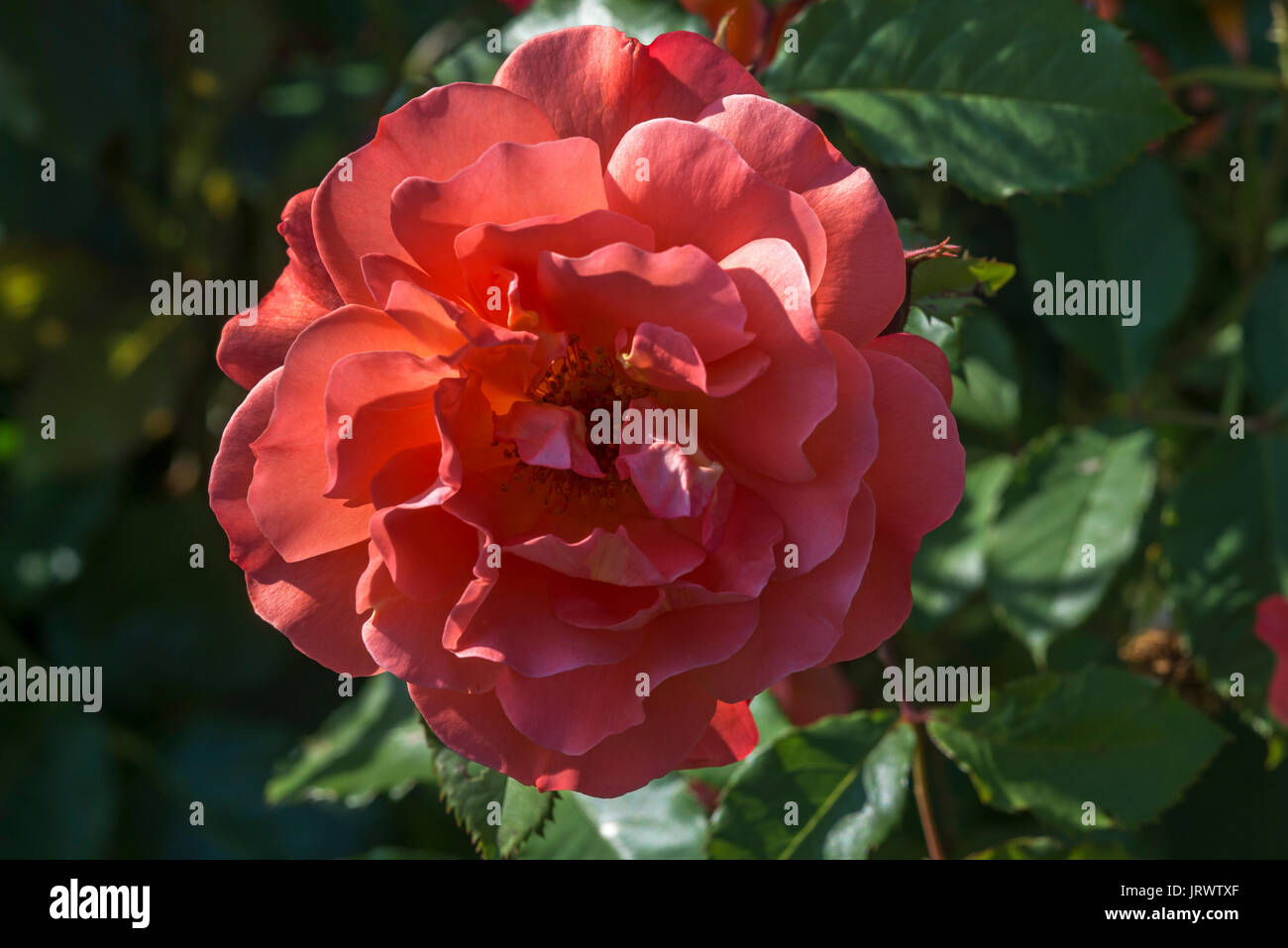 Rosenblüte (Rosa), Bayern, Deutschland Stockfoto