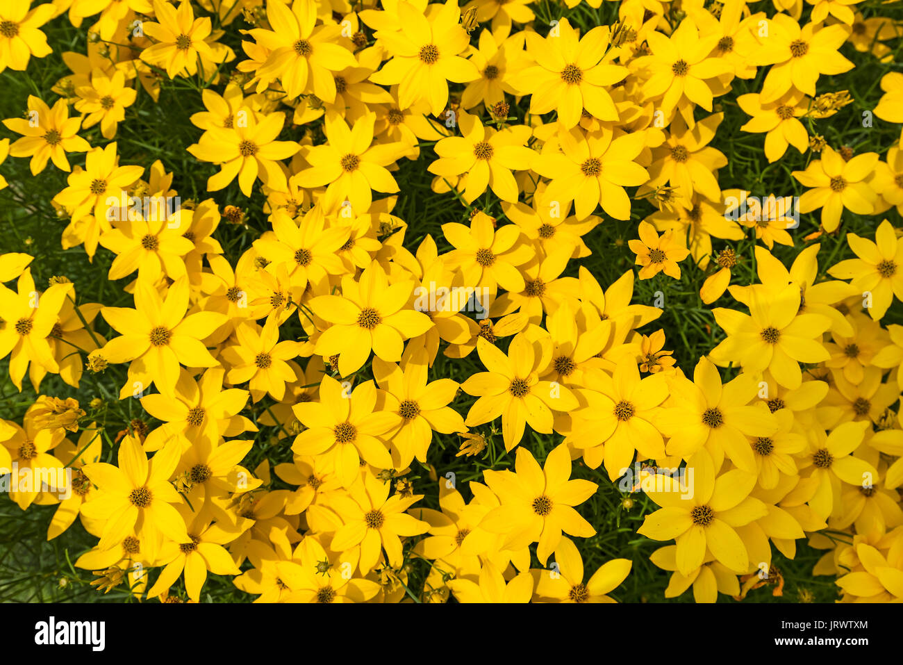 Whorled-leaved Veilchen (Coreopsis verticillata), Bayern, Deutschland Stockfoto