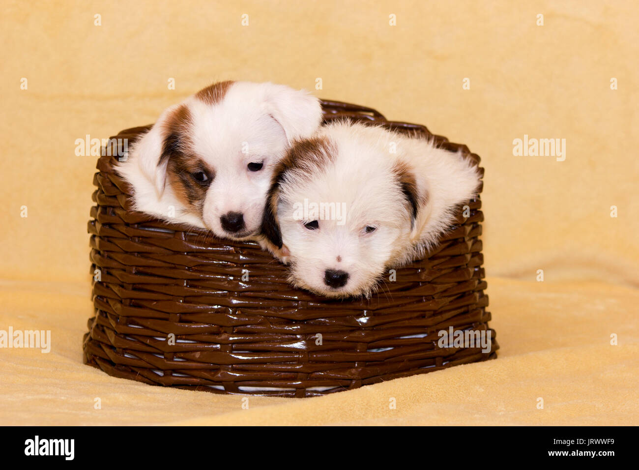 Kleine Welpen Jack Russell Terrier auf beigen Hintergrund in Braun Warenkorb Stockfoto