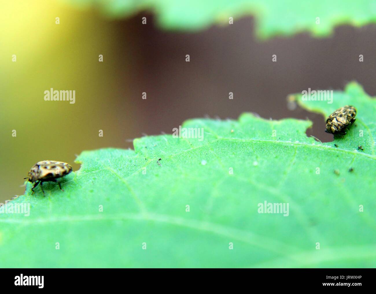 Makro Nahaufnahme eines kleinen Bugs - Ungeziefer - Insekten auf einem grünen Blatt-Werk Stockfoto