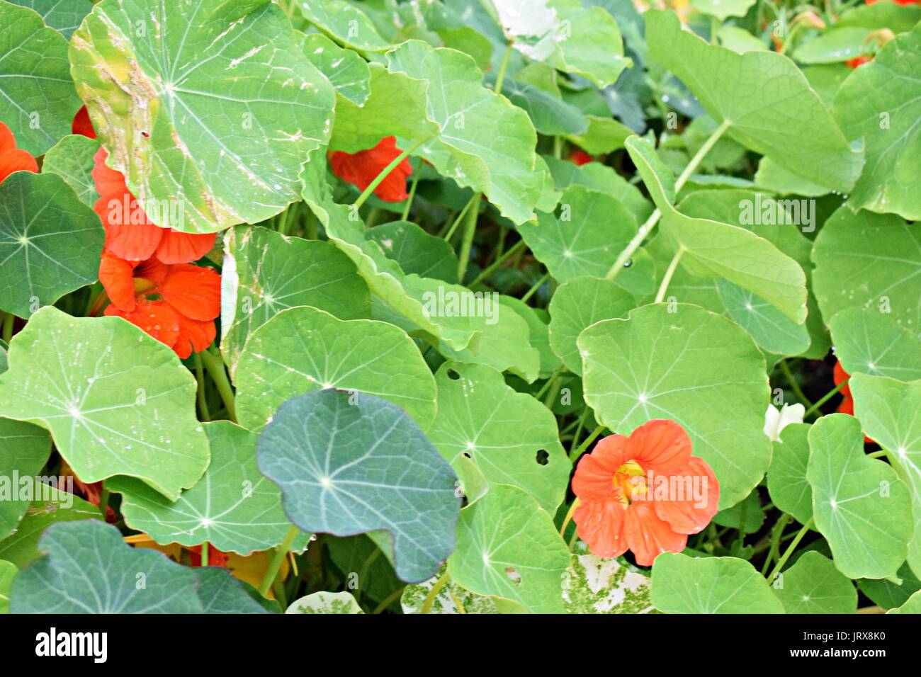 orangefarbene Blume Stockfoto