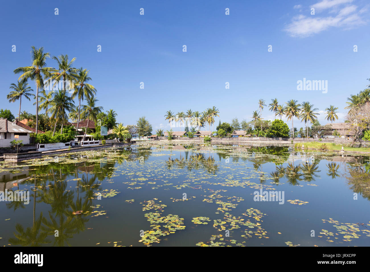 Lotus Seerosen wachsen in der Lagune von Candidasa, Bali, Indonesien Stockfoto