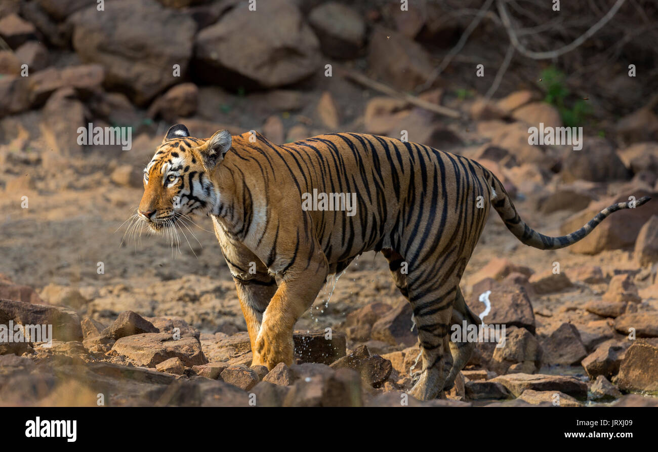 Royal Bengal Tiger oder Panthera tigris Tigris oder indische Tiger in der Nähe der Gewässer in Tadoba Nationalpark, Maharashtra Indien Stockfoto