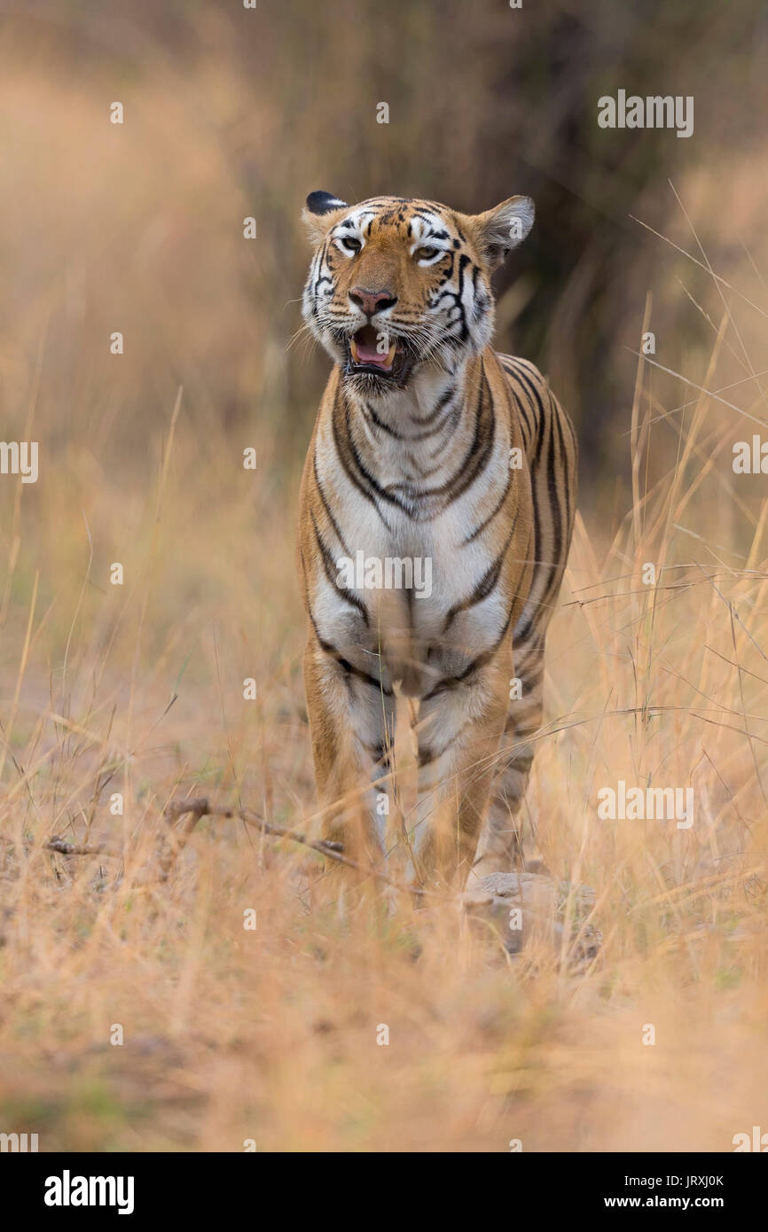 Ein Royal Bengal Tiger oder indische Tiger oder Panthera tigris Tigris Roaming in Tadoba Nationalpark Maharashtra Indien. Stockfoto