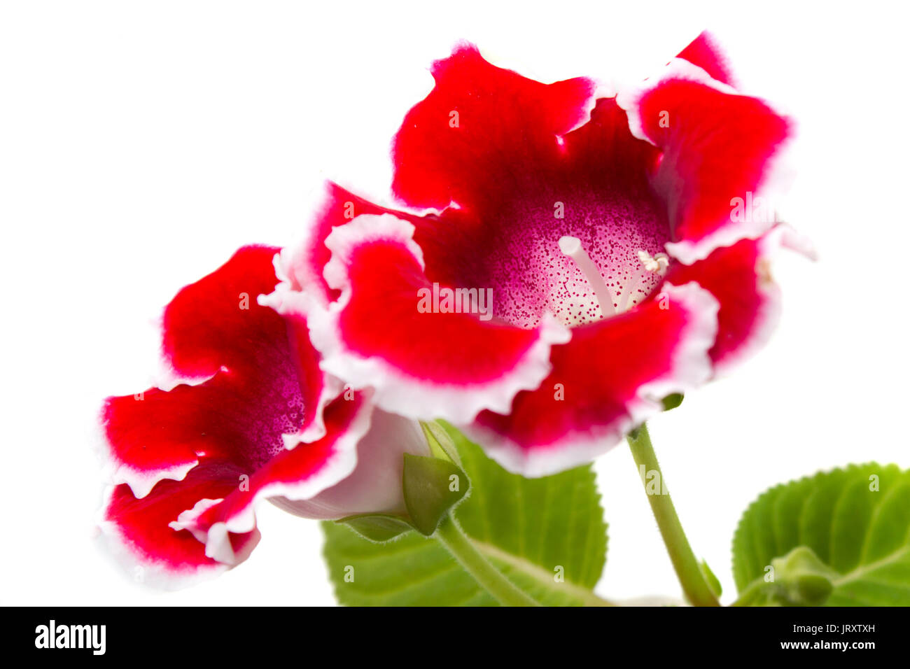 Blühende gloxinia (sinningia Speciosa) rot mit weissem Rand auf weißem Hintergrund Stockfoto