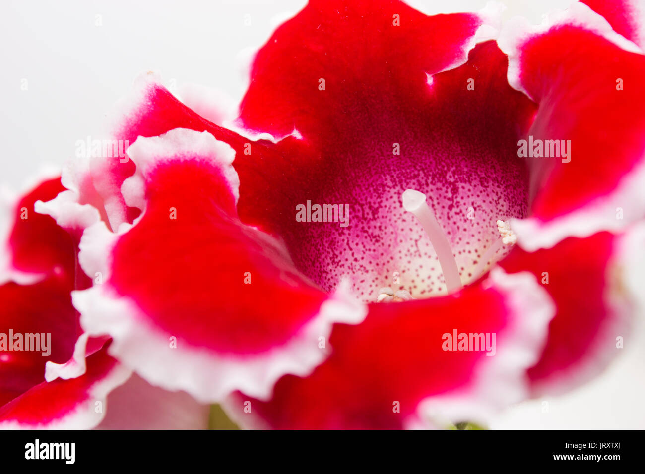 Blühende gloxinia (sinningia Speciosa) rot mit weissem Rand auf weißem Hintergrund Stockfoto