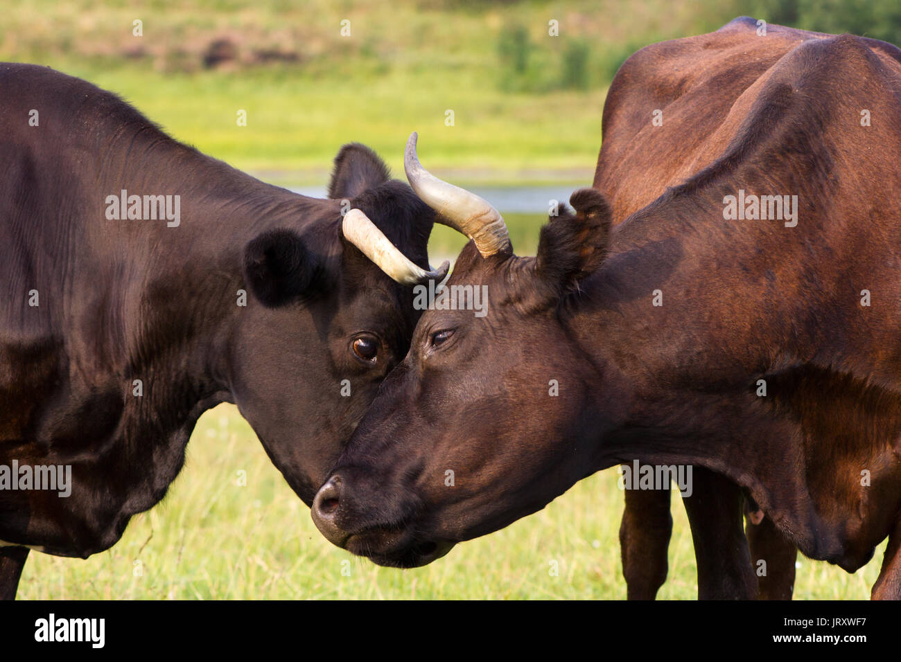 Rote und schwarze Kühe unterstützen sich gegenseitig Flucht aus Insekten Stockfoto