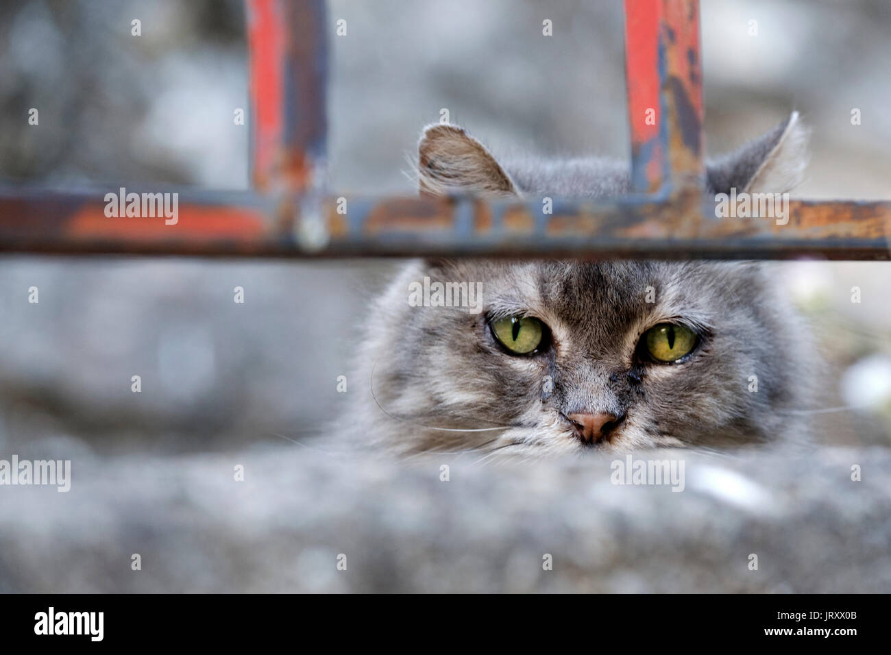 Eine graue Hauskatze mit leuchtend grünen Augen, die direkt in die Kamera starrt, durch ein altes rostiges Geländer Stockfoto