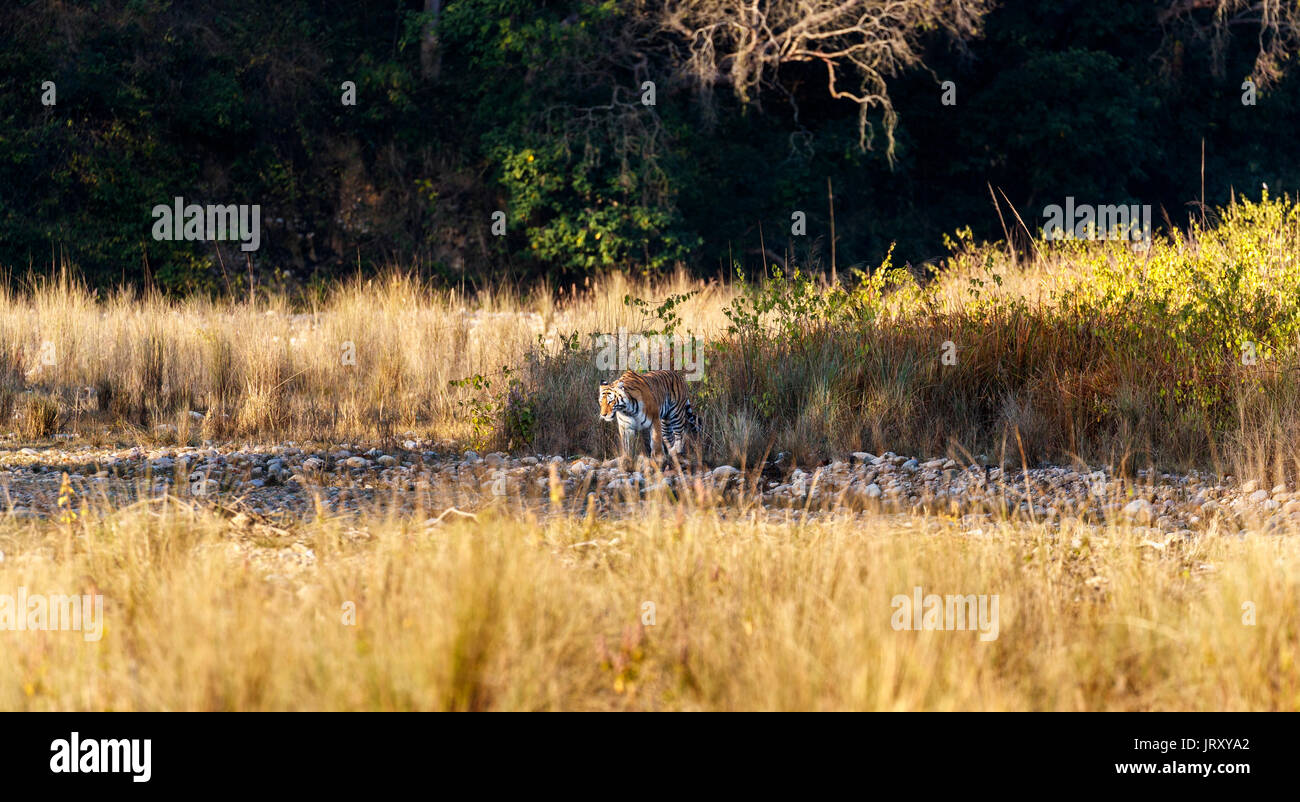 Weibliche Tiger (Panthera tigris) Schritte von Unterholz, Jim Corbett National Park Wildlife Sanctuary, Ramnagar, Uttarakhand, Indien Stockfoto