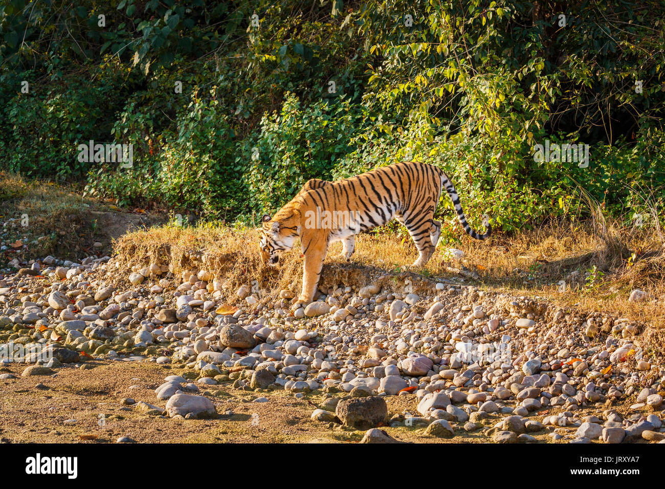 Nach weiblichen Tiger (Panthera tigris) in Jim Corbett National Park Wildlife Sanctuary, Ramnagar, Uttarakhand, Indien Stockfoto