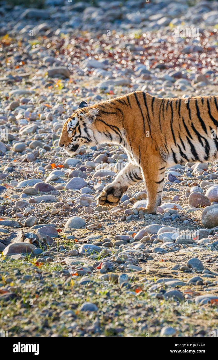 Nach weiblichen Tiger (Panthera tigris) in Jim Corbett National Park Wildlife Sanctuary, Ramnagar, Uttarakhand, Indien Stockfoto