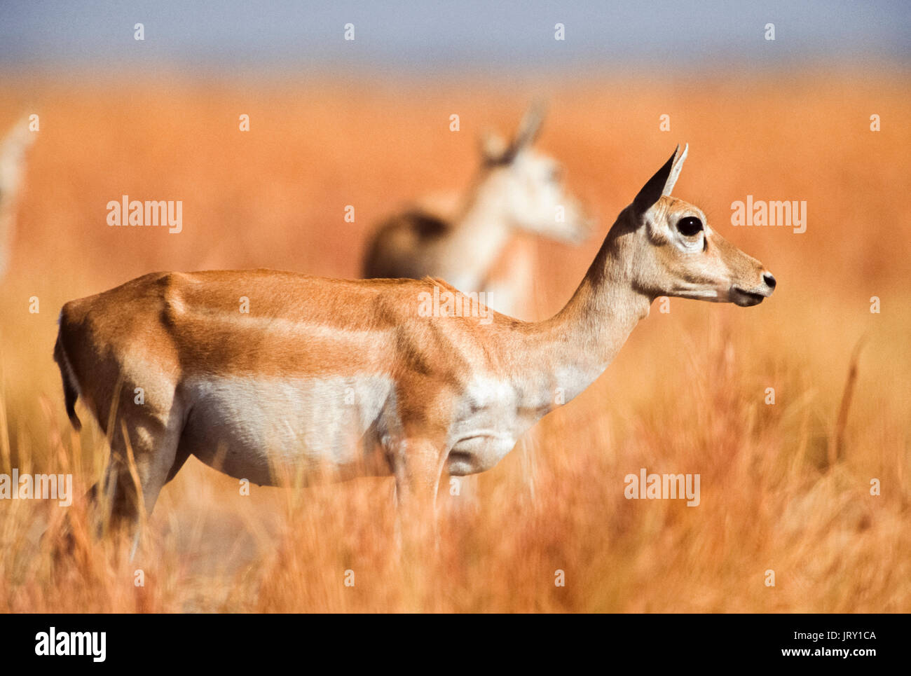 Weibliche indischen Hirschziegenantilope, (Antilope cervicapra), hirschziegenantilope Nationalpark, Gujarat, Indien. Stockfoto