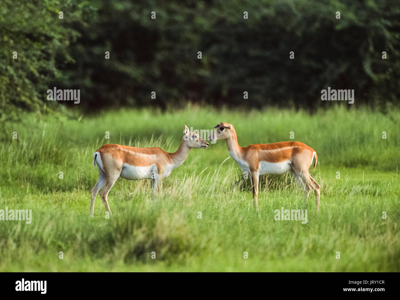 Weibliche indischen Hirschziegenantilope, (Antilope cervicapra), hirschziegenantilope Nationalpark, Gujarat, Indien. Stockfoto
