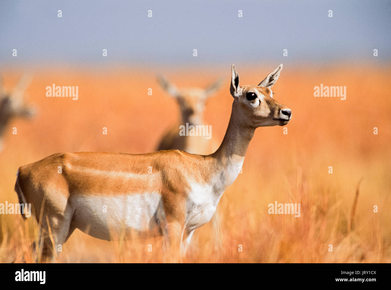 Weibliche indischen Hirschziegenantilope, (Antilope cervicapra), hirschziegenantilope Nationalpark, Gujarat, Indien. Stockfoto