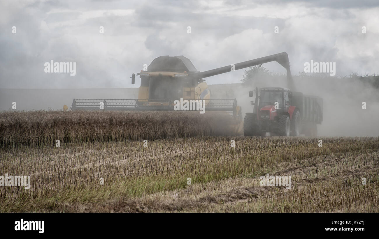 Ein Mähdrescher schneiden Weizen und Abfüllen in einen Traktor und Anhänger mit Staub Stockfoto