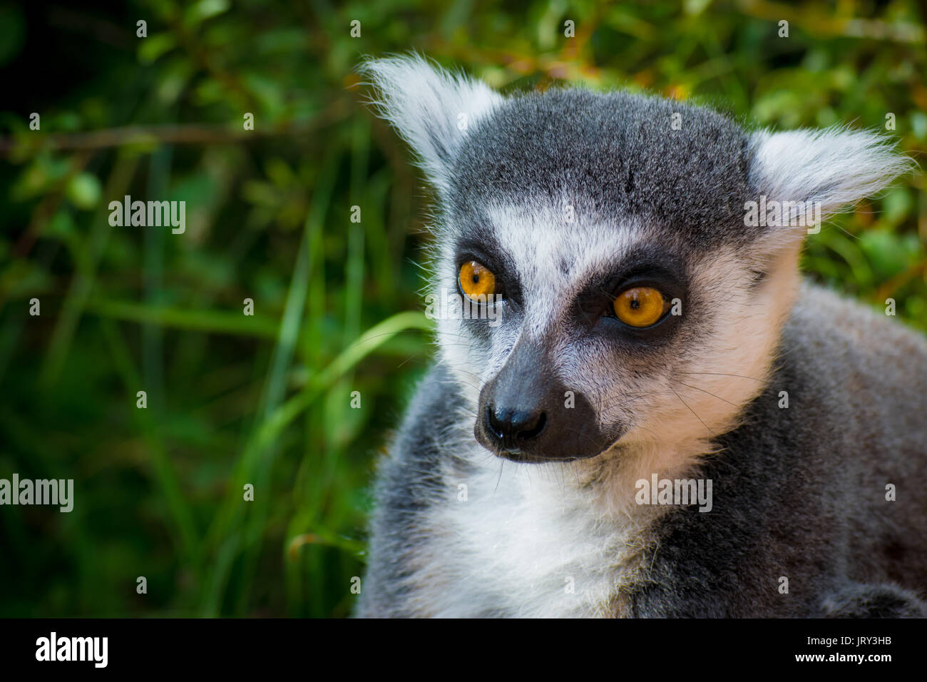 Wilde Lemuren, die neugierig ist Stockfoto