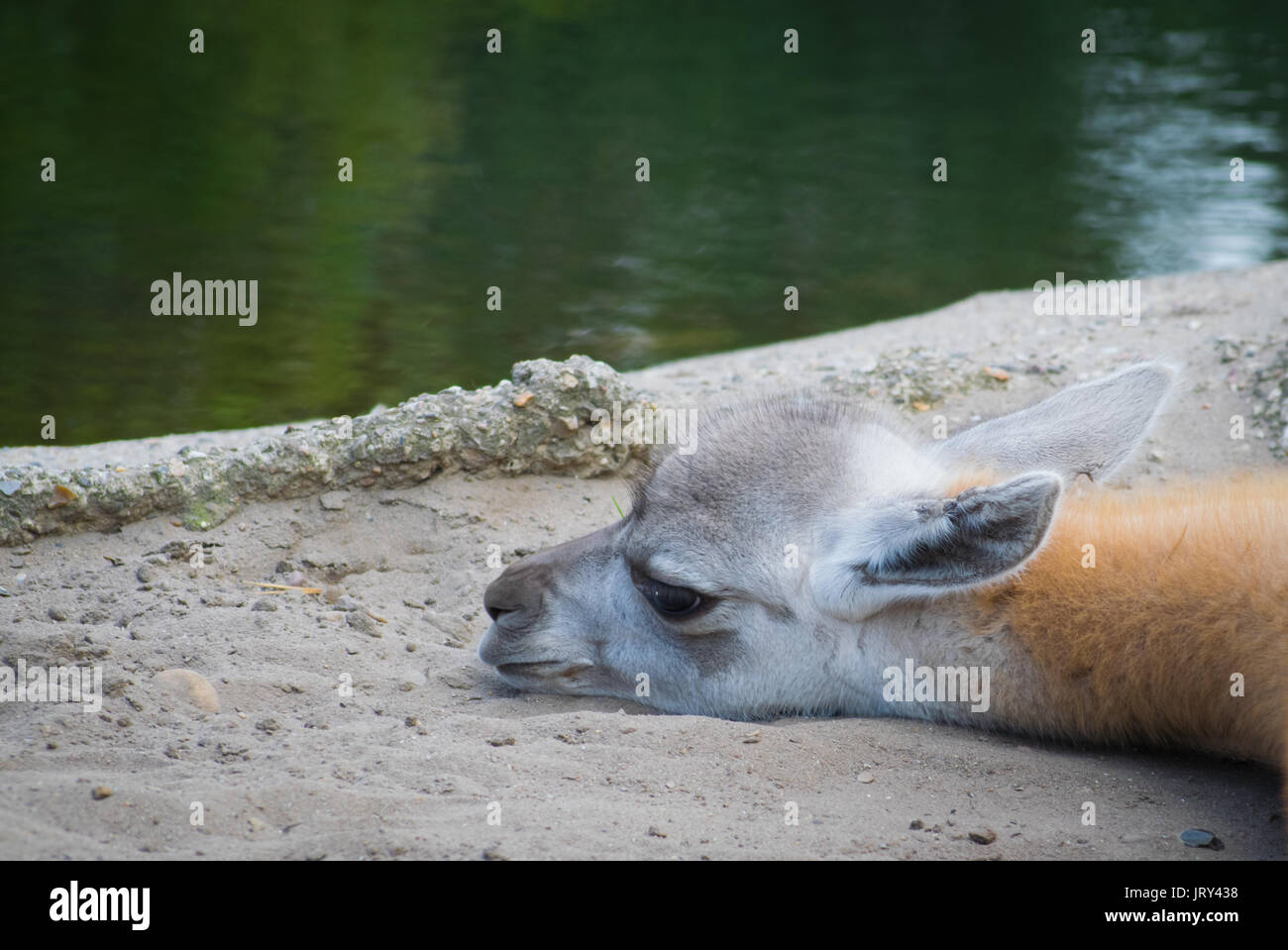 Baby Camel suchen cute Stockfoto