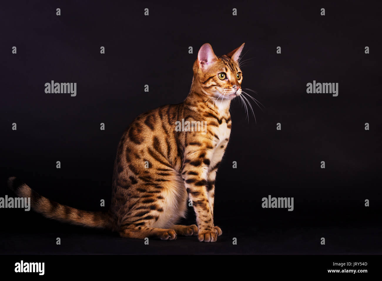 Junge bengal Katze sitzt auf schwarzem Hintergrund Stockfoto