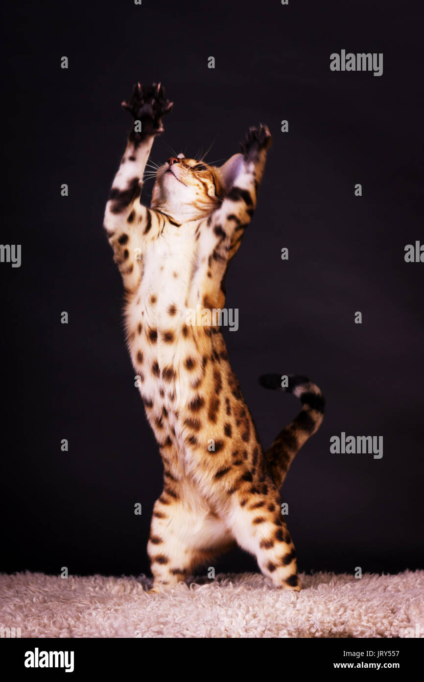 Junge Bengalkatze in Aktion auf schwarzem Hintergrund Stockfoto