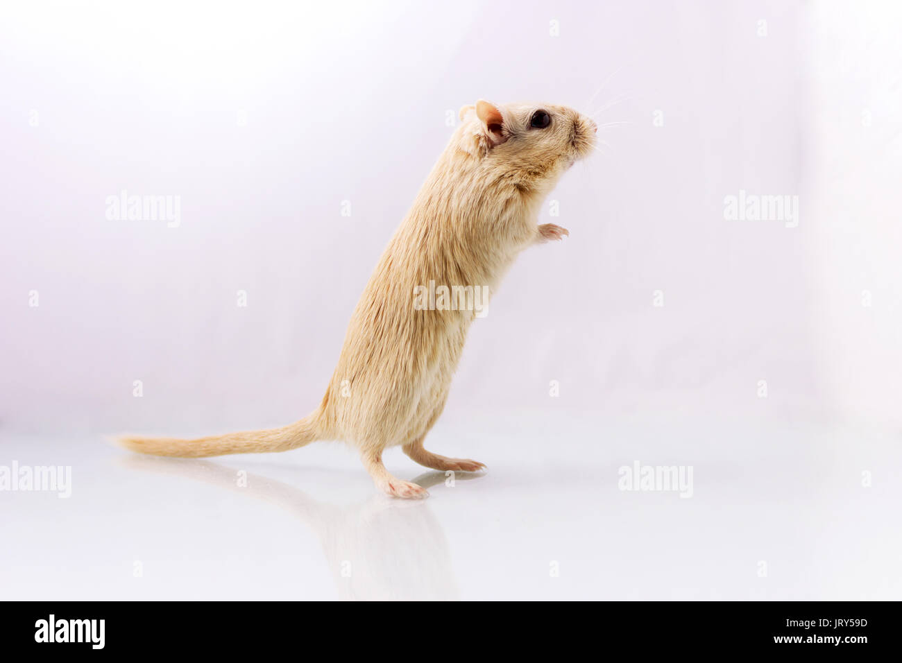 Flauschige kleine Nager rennmaus auf weißem Hintergrund Stockfoto