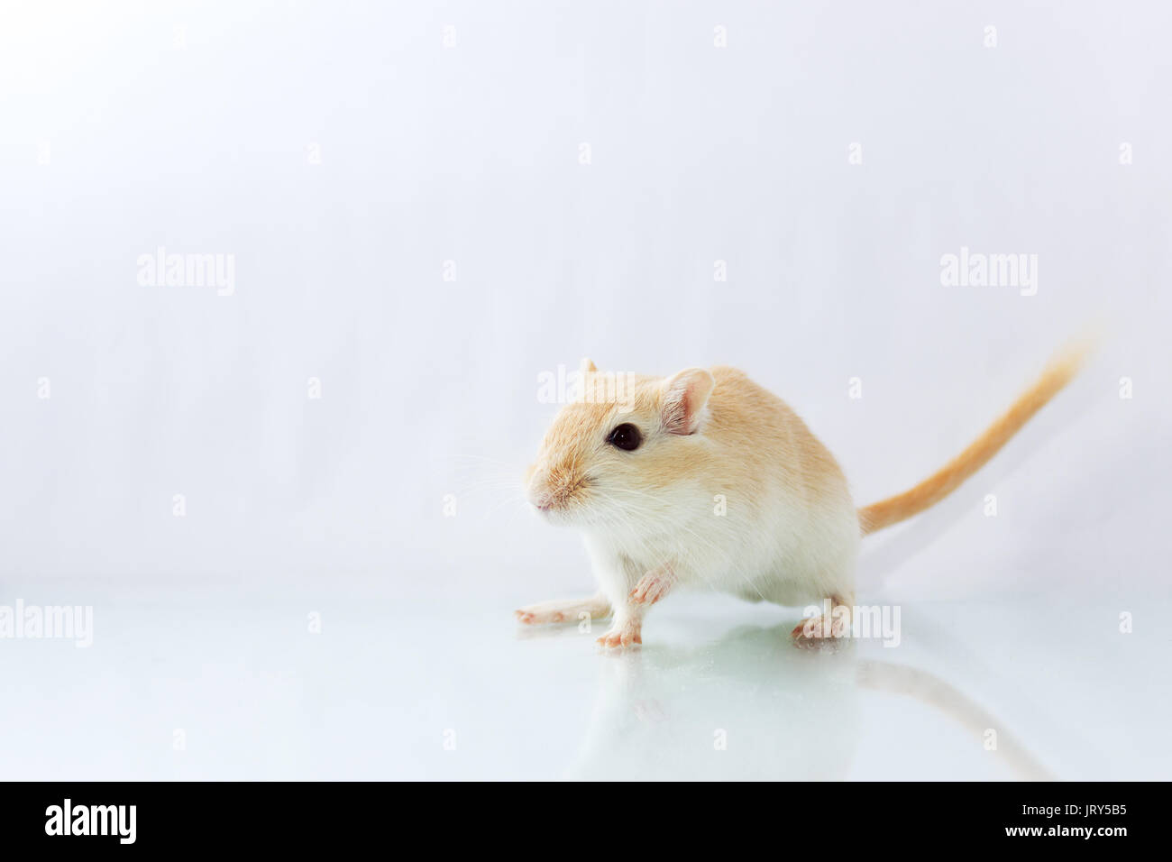 Flauschige kleine Nager rennmaus auf weißem Hintergrund Stockfoto