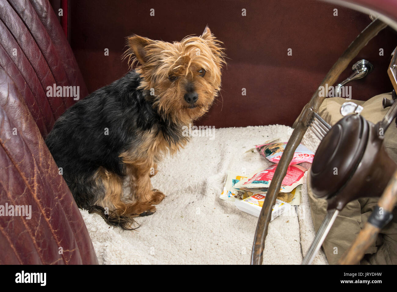 Hund in ein klassisches Auto Stockfoto