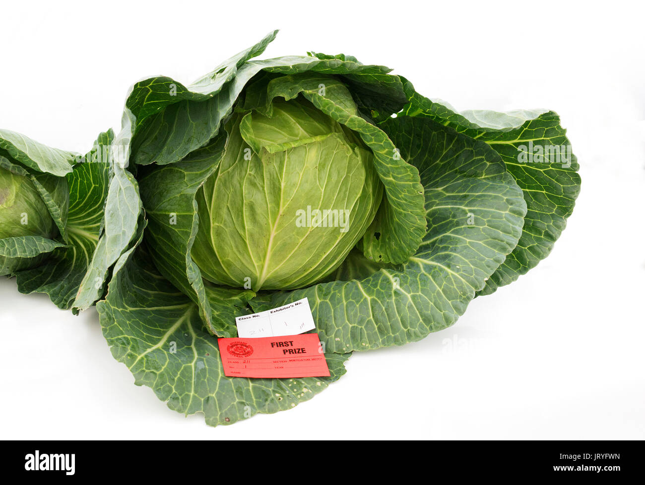 Eine erste Preisträger gewinnen Kohl bei einem pflanzlichen zeigen Stockfoto