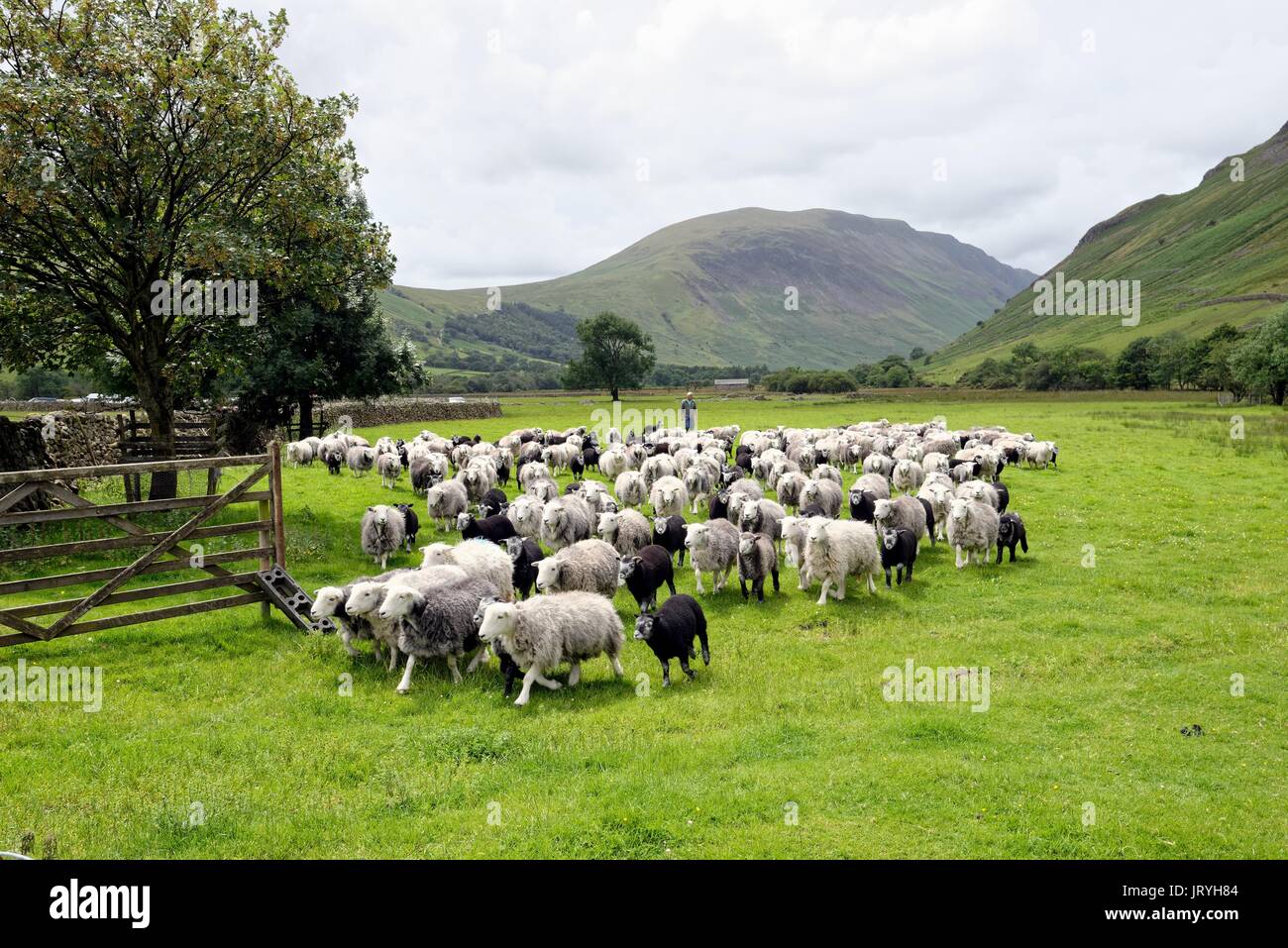Herde Herdwick-Schafe an Wasdale Head Lake District, Cumbria GROSSBRITANNIEN Stockfoto