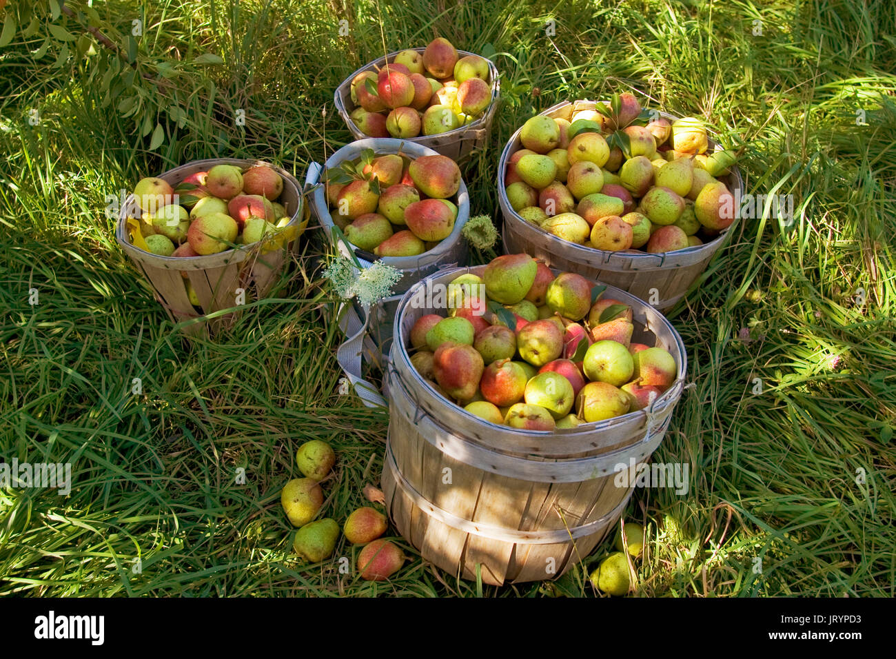 Birne Ernte auf dem 25 Hektar großen Farm in Grand Isle, Vermont Stockfoto