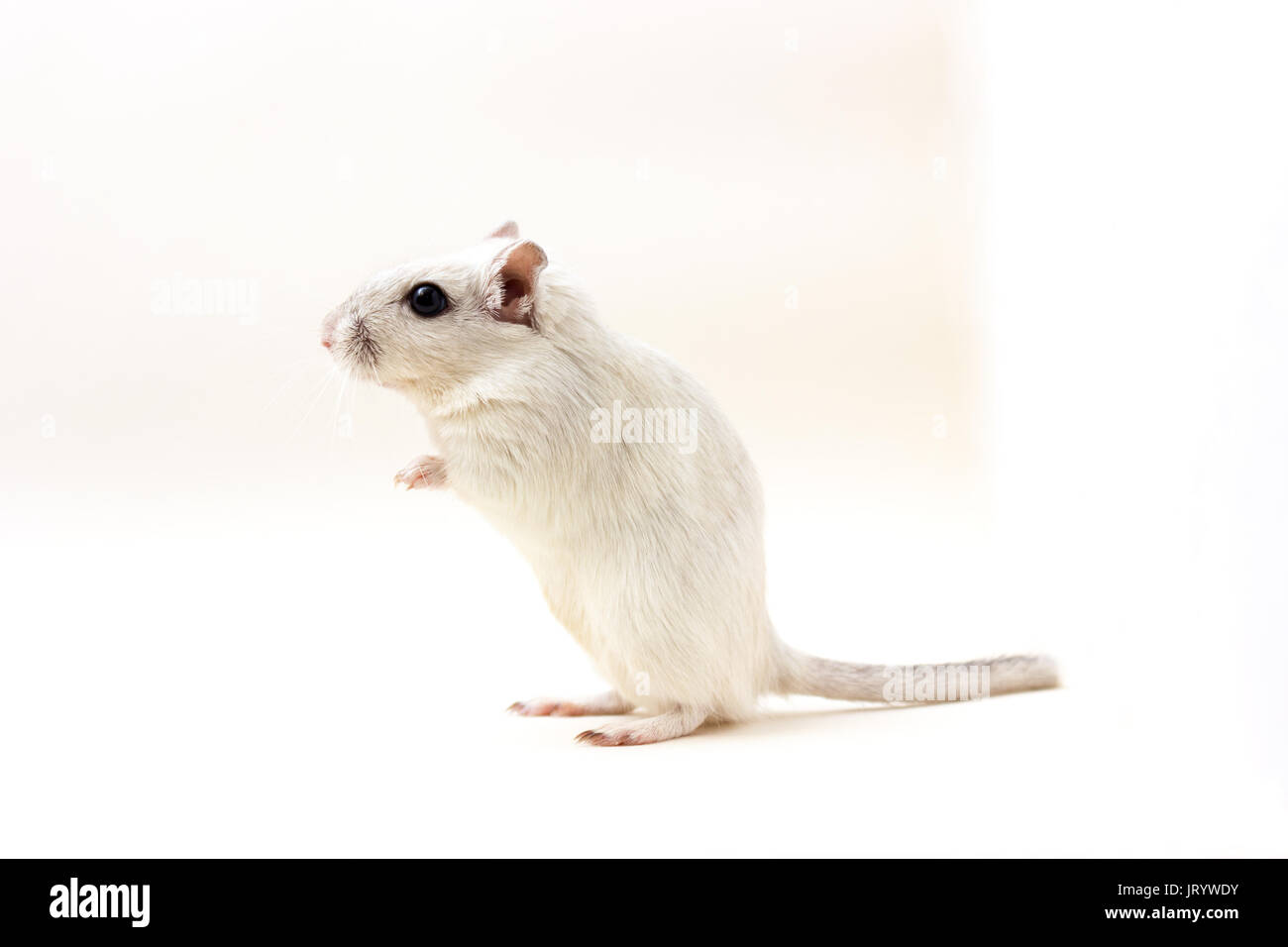 Flauschige niedlichen Nager rennmaus auf neutralem Hintergrund Stockfoto