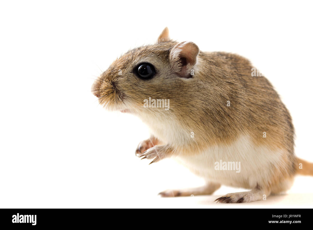 Flauschige niedlichen Nager rennmaus auf neutralem Hintergrund Stockfoto