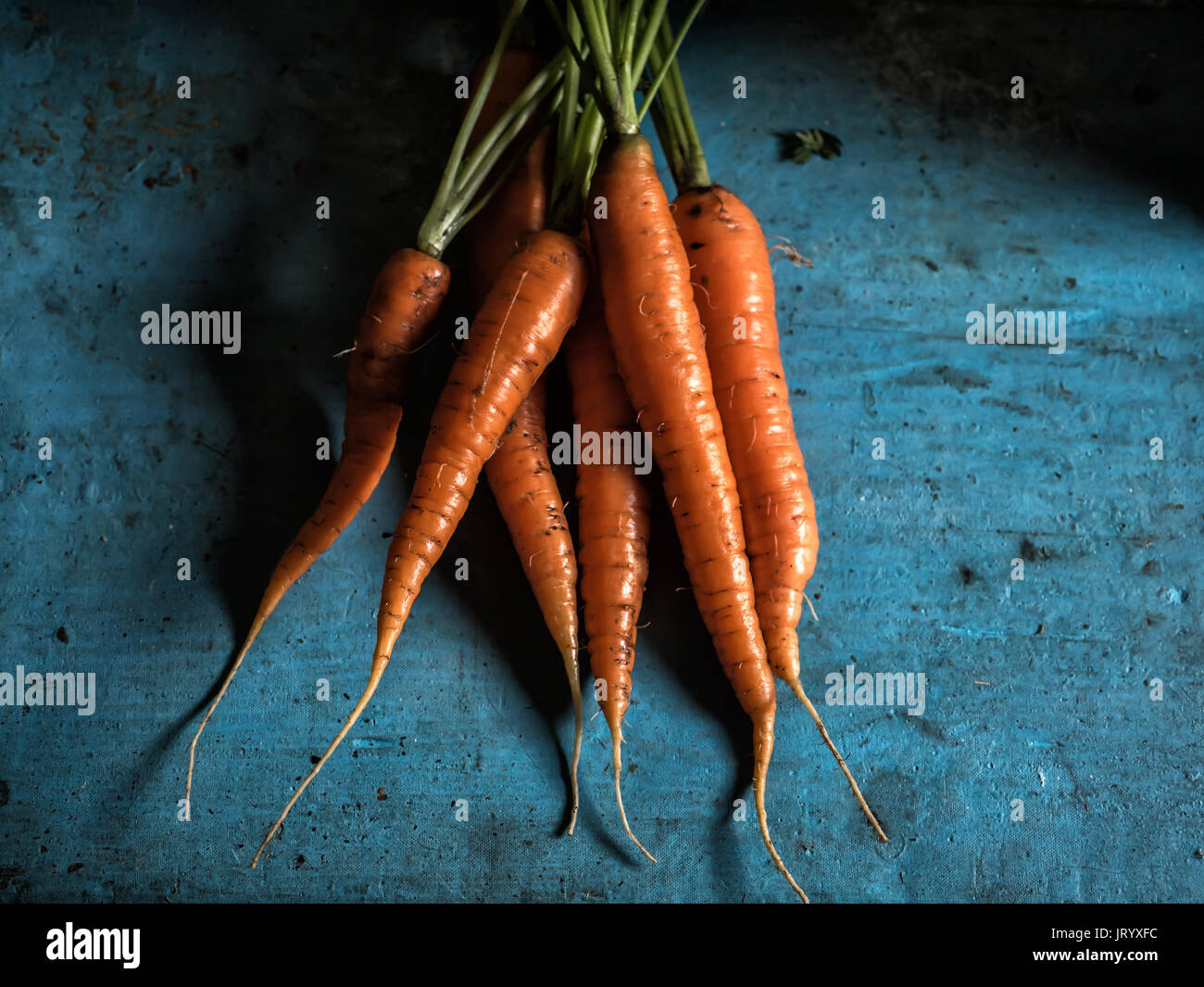 Karotten Bündel frische Ernte carotin Antioxidans Vitamin für Rezepte Stockfoto