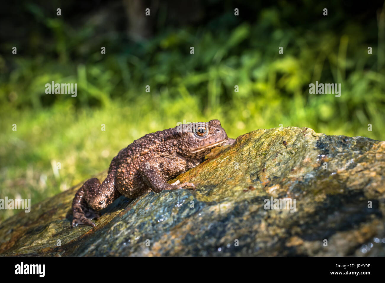 Amphibien, gemeinsamen britischen Kröte / Frosch Stockfoto