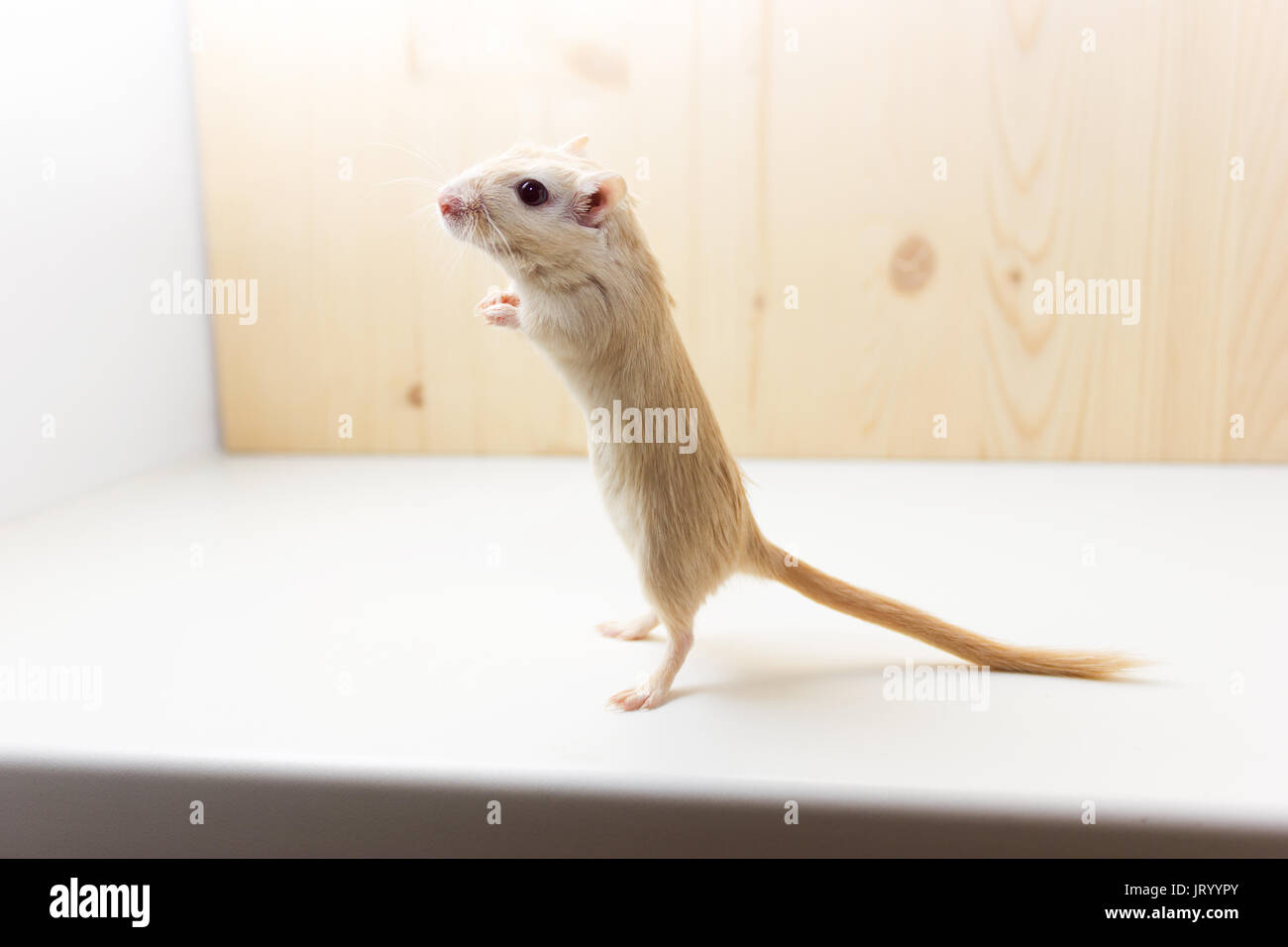 Flauschige baby Der rennmaus auf neutralem Hintergrund Stockfoto
