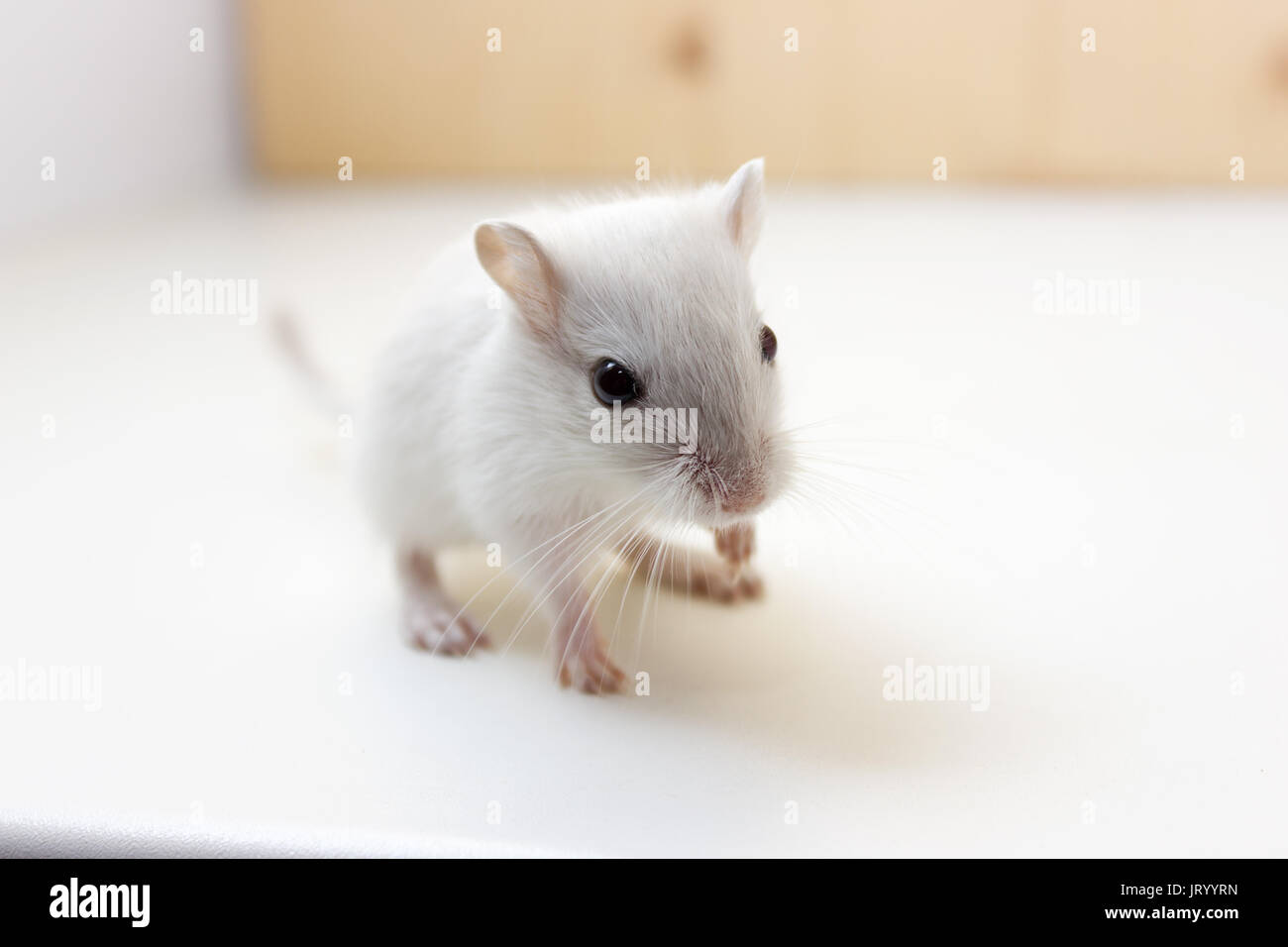 Flauschige baby Der rennmaus auf neutralem Hintergrund Stockfoto
